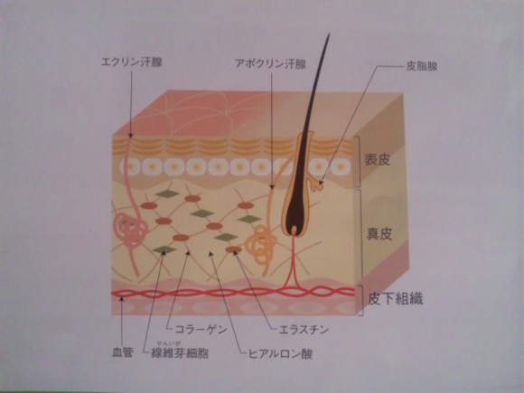 皮膚の構造