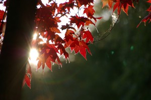 １０月のお休み