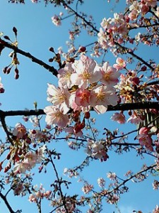 sakura
