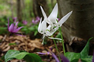 3月のお休み