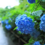 6月のお休み